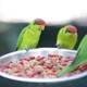 Parakeets and Parrot Enjoy a Meal