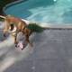 Pool Pup Playtime