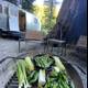 Grilling Outdoors with Fresh Produce