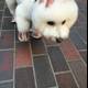White Dog in Shoes Takes a Walk
