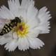 Striped Visitors on a Daisy