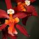 Flowers of Fire: A Vibrant Red Orchid with Orange and Yellow Blooms