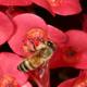 Bee on a Pink Flower