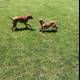 Fun in the sun with two playful pups
