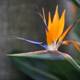 Bird of Paradise Blossoming