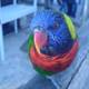 Vibrant Parrot Perched on Wooden Post