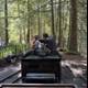 Timeless Journey through Tilden Woods