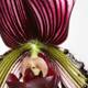 Vibrant Orchid Delight
