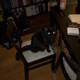 The Mysterious Black Cat on the Chair
