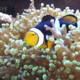 Clownfish in Coral Reef Wonderland