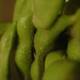 Green Beans Galore