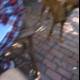 A Bulldog Takes a Stroll Down a Flagstone Walkway