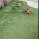 Canine Joy on Artificial Grass