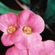 Pink Geranium Flowers Close-Up