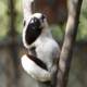 Regal Lemur on a Branch