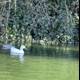 Two White Ducks Swimming in Stow Lake