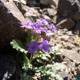 Purple blooms find a home in the rocks