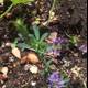 Purple Blossom in Earthen Soil