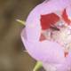 Pink Geranium Flower with Honey Bee