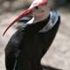 The Red-Beaked Stork