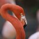 Up Close and Personal with a Flamingo