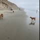 Three Happy Dogs Enjoying the Beach