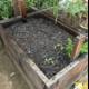 Natural Beauty in a Raised Garden Bed