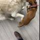 Canine Conflict