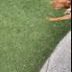 Playful Pup on Green Grass