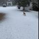 Snowy Stroll with my Pup