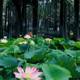 Tranquil Lotus Pond