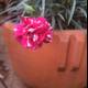 Pink Geranium in a Potted Plant on a Brick Patio