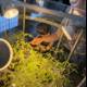 Curious Glimpses at the Greenhouse