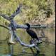 Cormorant on a Tree Branch in Stow Lake