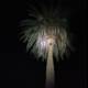 Illuminated Palm Tree in Altadena, California