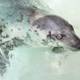 Graceful Seal in the Ocean
