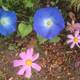 Blue Anemone Daisy