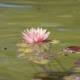 Serenity in Bloom
