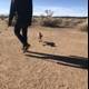 Desert Dog Walking