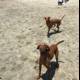 Dogs at Play on the Beach