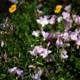 A Symphony of Blooms in Regenerative Gardening
