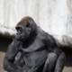 Gorilla Majesty, SF Zoo 2024