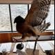 Majestic Accipiter Perched on Table