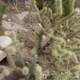 Verdant Cactus