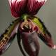Striped Orchid Flower