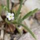 Delicate Anemone Flower Amidst Rocky Ground