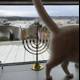 Cat admiring the Hanukkah Menorah