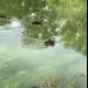 Duck Trio Splashing in Tranquil Pond