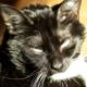 Monochrome Majesty: A Domestic Short-haired Feline
