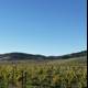 Harvest Time at Napa Valley Vineyard